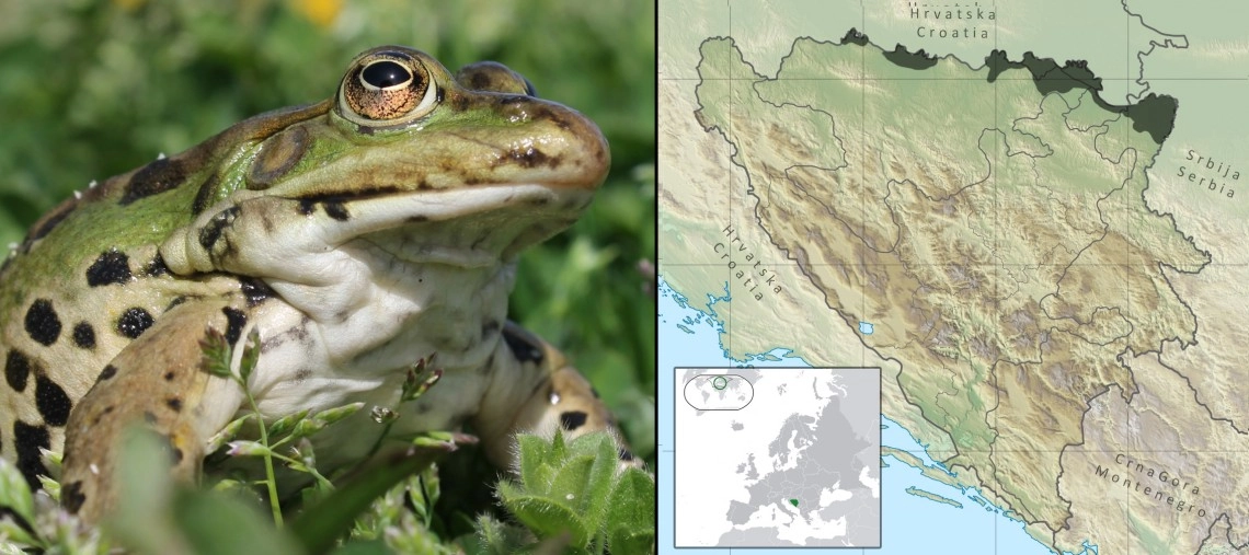 Zelena žaba: Pelophylax kl. esculentus